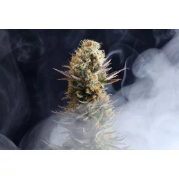 KABOOM - Kannabia - WWW.SEEDS-BANK.CZ JIHLAVA