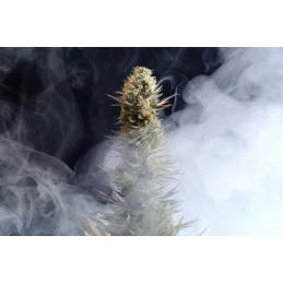 KABOOM - Kannabia - WWW.SEEDS-BANK.CZ JIHLAVA