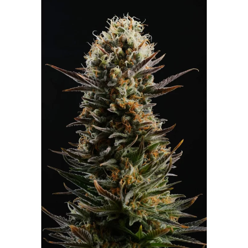 KABOOM - Kannabia - WWW.SEEDS-BANK.CZ JIHLAVA