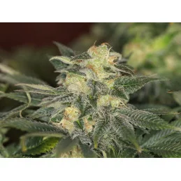 KABOOM - Kannabia - WWW.SEEDS-BANK.CZ JIHLAVA