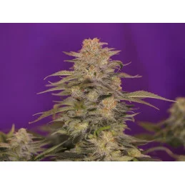 KABOOM - Kannabia - WWW.SEEDS-BANK.CZ JIHLAVA