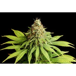 HELLFIRE OG - Kannabia - WWW.SEEDS-BANK.CZ JIHLAVA