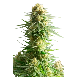 KRITIKAL-K - Kannabia - WWW.SEEDS-BANK.CZ JIHLAVA