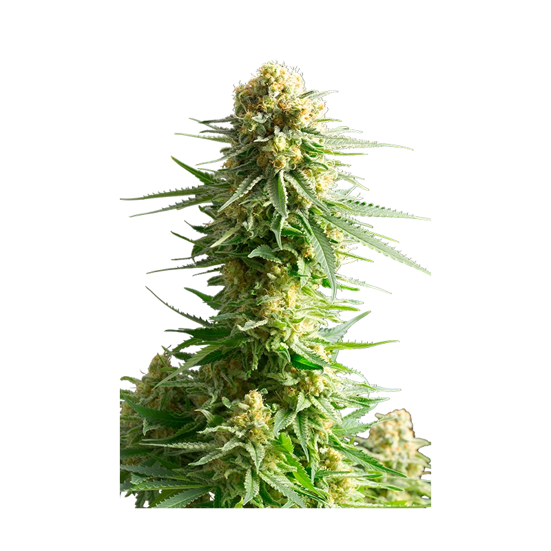 KRITIKAL-K - Kannabia - WWW.SEEDS-BANK.CZ JIHLAVA