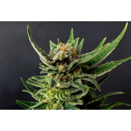 GYPSY KUSH - Kannabia - WWW.SEEDS-BANK.CZ JIHLAVA
