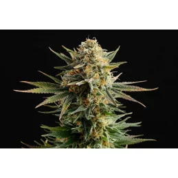 GYPSY KUSH - Kannabia - WWW.SEEDS-BANK.CZ JIHLAVA