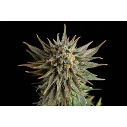 GYPSY KUSH - Kannabia - WWW.SEEDS-BANK.CZ JIHLAVA
