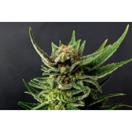 GYPSY KUSH - Kannabia - WWW.SEEDS-BANK.CZ JIHLAVA