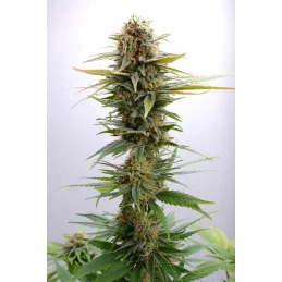GSC - Sativa - Kannabia - WWW.SEEDS-BANK.CZ JIHLAVA