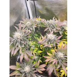 GSC - Sativa - Kannabia - WWW.SEEDS-BANK.CZ JIHLAVA