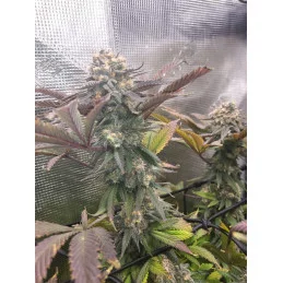GSC - Sativa - Kannabia - WWW.SEEDS-BANK.CZ JIHLAVA