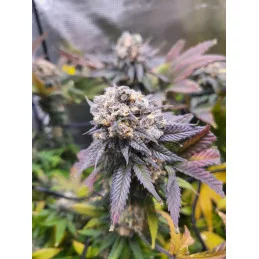 GSC - Sativa - Kannabia - WWW.SEEDS-BANK.CZ JIHLAVA