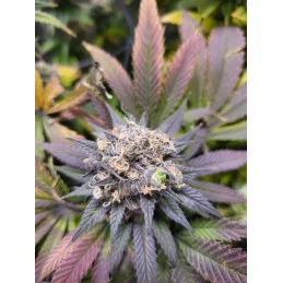 GSC - Sativa - Kannabia - WWW.SEEDS-BANK.CZ JIHLAVA