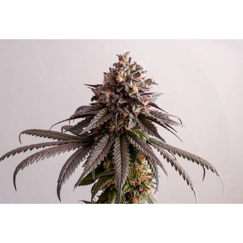 GELATO-K - Sativa - Kannabia - WWW.SEEDS-BANK.CZ JIHLAVA