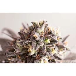 GELATO-K - Sativa - Kannabia - WWW.SEEDS-BANK.CZ JIHLAVA