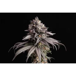 GELATO-K - Sativa - Kannabia - WWW.SEEDS-BANK.CZ JIHLAVA