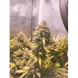 GELATO-K - Sativa - Kannabia - WWW.SEEDS-BANK.CZ JIHLAVA