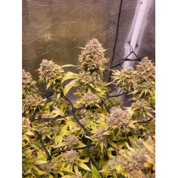 GELATO-K - Sativa - Kannabia - WWW.SEEDS-BANK.CZ JIHLAVA