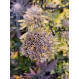 GELATO-K - Sativa - Kannabia - WWW.SEEDS-BANK.CZ JIHLAVA