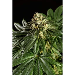 DREAM SHERBET - Indica - Kannabia - WWW.SEEDS-BANK.CZ JIHLAVA