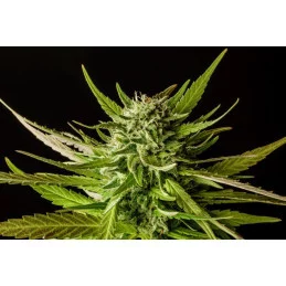 DOSIDOS - Indica - Kannabia - WWW.SEEDS-BANK.CZ JIHLAVA