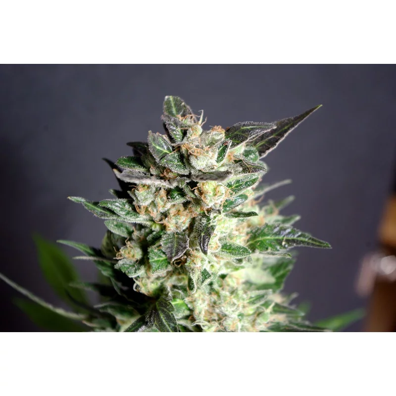 DIESEL GLUE - Sativa - Kannabia - WWW.SEEDS-BANK.CZ JIHLAVA