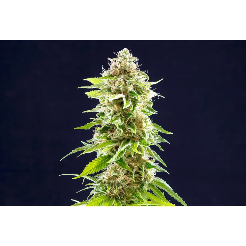 COOKIES HAZE - Sativa - Kannabia - WWW.SEEDS-BANK.CZ JIHLAVA