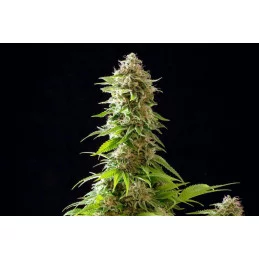 COOKIES HAZE - Sativa - Kannabia - WWW.SEEDS-BANK.CZ JIHLAVA