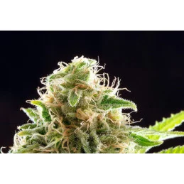 COOKIES HAZE - Sativa - Kannabia - WWW.SEEDS-BANK.CZ JIHLAVA