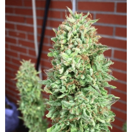 COOKIES HAZE - Sativa - Kannabia - WWW.SEEDS-BANK.CZ JIHLAVA