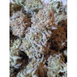 COOKIES HAZE - Sativa - Kannabia - WWW.SEEDS-BANK.CZ JIHLAVA