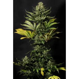 COLOMBIAN JACK - Sativa - Kannabia - WWW.SEEDS-BANK.CZ JIHLAVA