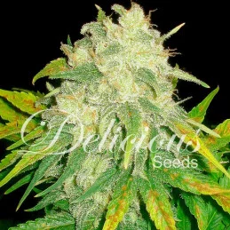 IL Diavolo - Delicious Seeds - autoflowering - seeds-bank.cz