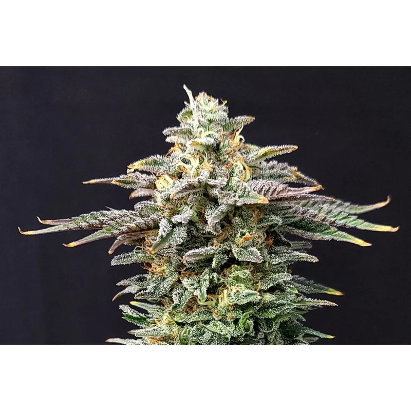 CHERRY DREAM - Indica - Kannabia - WWW.SEEDS-BANK.CZ JIHLAVA