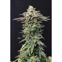 CHERRY DREAM - Indica - Kannabia - WWW.SEEDS-BANK.CZ JIHLAVA