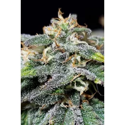 CHERRY DREAM - Indica - Kannabia - WWW.SEEDS-BANK.CZ JIHLAVA