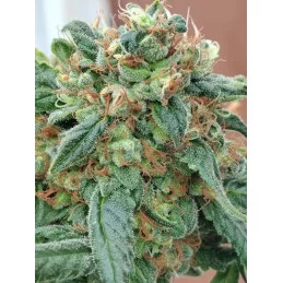 CHERRY DREAM - Indica - Kannabia - WWW.SEEDS-BANK.CZ JIHLAVA