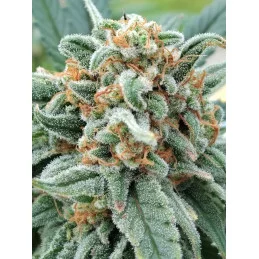 CHERRY DREAM - Indica - Kannabia - WWW.SEEDS-BANK.CZ JIHLAVA