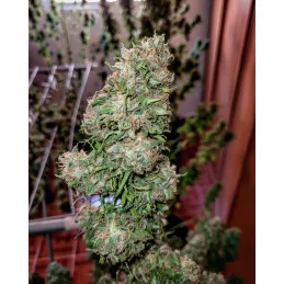 CHERRY DREAM - Indica - Kannabia - WWW.SEEDS-BANK.CZ JIHLAVA