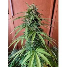 CHERRY DREAM - Indica - Kannabia - WWW.SEEDS-BANK.CZ JIHLAVA