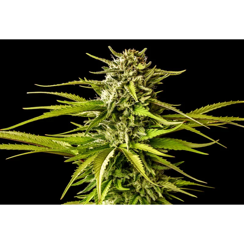 BREAK-UP CAKE - Indica - Kannabia - WWW.SEEDS-BANK.CZ JIHLAVA