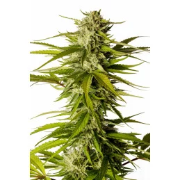 BREAK-UP CAKE - Indica - Kannabia - WWW.SEEDS-BANK.CZ JIHLAVA