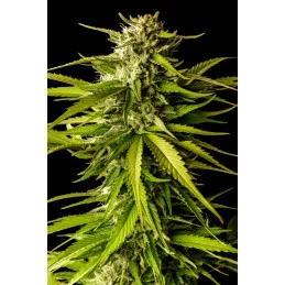 BREAK-UP CAKE - Indica - Kannabia - WWW.SEEDS-BANK.CZ JIHLAVA