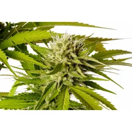 BREAK-UP CAKE - Indica - Kannabia - WWW.SEEDS-BANK.CZ JIHLAVA