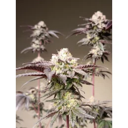 BREAK-UP CAKE - Indica - Kannabia - WWW.SEEDS-BANK.CZ JIHLAVA