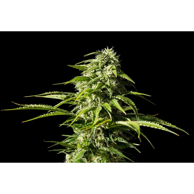 BIG BULL - Indica - Kannabia - WWW.SEEDS-BANK.CZ JIHLAVA