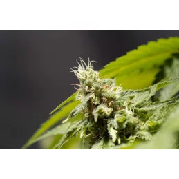 BIG BULL - Indica - Kannabia - WWW.SEEDS-BANK.CZ JIHLAVA
