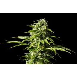 BIG BULL - Indica - Kannabia - WWW.SEEDS-BANK.CZ JIHLAVA