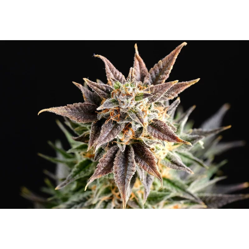 BIG BAND - Indica - Kannabia - WWW.SEEDS-BANK.CZ JIHLAVA