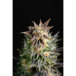 BIG BAND - Indica - Kannabia - WWW.SEEDS-BANK.CZ JIHLAVA